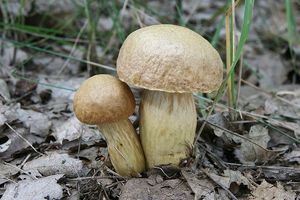 Hřib moravský - Boletus moravicus (Vacek) Herink.