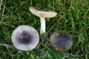 Holubinka unylá - Russula versicolor Jul. Schäff. 1931