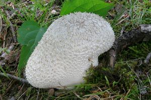 Pýchavka dlabaná - Lycoperdon utriforme Bull. 1791