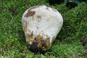 Pýchavka dlabaná - Lycoperdon utriforme Bull. 1791