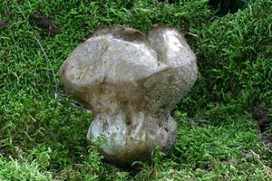 Pýchavka dlabaná - Lycoperdon utriforme Bull. 1791