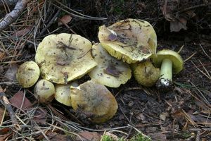 Čirůvka zelánka - Tricholoma equestre (L.) P. Kumm. 1871