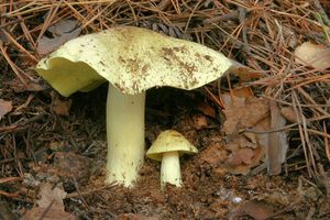 Čirůvka zelánka - Tricholoma equestre (L.) P. Kumm. 1871