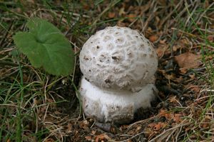 Muchomůrka šiškovitá - Amanita strobiliformis (Paulet ex Vittad.) Bertill. 1866
