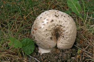 Muchomůrka šiškovitá - Amanita strobiliformis (Paulet ex Vittad.) Bertill. 1866
