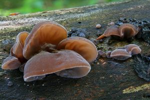 Boltcovitka ucho Jidášovo - Auricularia auricula-judae (Bull.) Quél. 1886