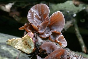 Boltcovitka ucho Jidášovo - Auricularia auricula-judae (Bull.) Quél. 1886