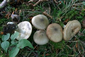 Líha kouřová - Calocybe gangraenosa (Fr.) V. Hofst., Moncalvo, Redhead & Vilgalys  in Redhead 2012