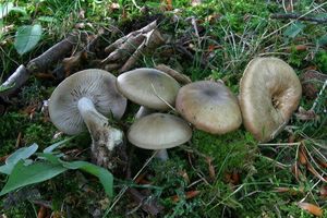 Líha kouřová - Calocybe gangraenosa (Fr.) V. Hofst., Moncalvo, Redhead & Vilgalys  in Redhead 2012