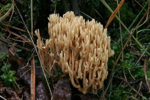 Kuřátka Invalova - Ramaria eumorpha (P. Karst.) Corner 1950