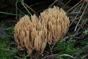 Kuřátka Invalova - Ramaria eumorpha (P. Karst.) Corner 1950