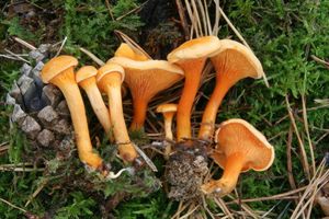 Lištička pomerančová - Hygrophoropsis aurantiaca (Wulfen) Maire 1921