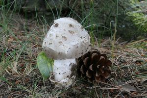 Muchomůrka Maireho - Amanita mairei Foley 1949