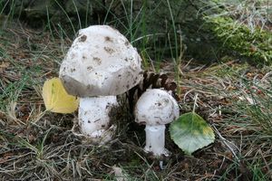 Muchomůrka Maireho - Amanita mairei Foley 1949