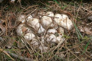 Květnatec Archerův - Clathrus archeri (Berk.) Dring 1980