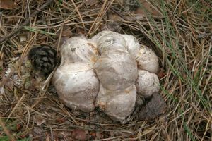 Květnatec Archerův - Clathrus archeri (Berk.) Dring 1980