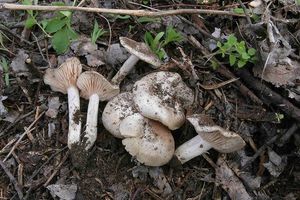 Závojenka Saundersova - Entoloma saundersii (Fr.) Sacc. 1887