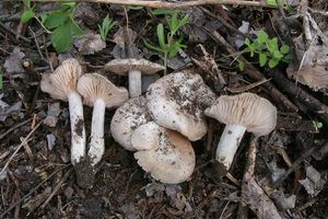 Závojenka Saundersova - Entoloma saundersii (Fr.) Sacc. 1887