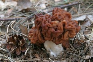 Ucháč obecný - Gyromitra esculenta (Pers.) Fr. 1849