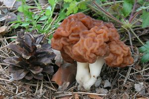 Ucháč obecný - Gyromitra esculenta