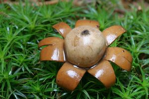 Hvězdovka kvítkovitá - Geastrum floriforme Vittad. 1842