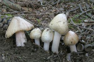 Vláknice začervenalá (Patouillardova) - Inocybe erubescens A. Blytt