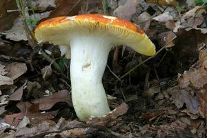 Holubinka zlatá - Russula aurea  Pers.