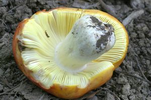 Holubinka zlatá - Russula aurea  Pers.