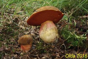 Klikni pro velký obrázek