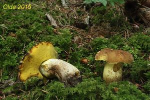 Klikni pro velký obrázek