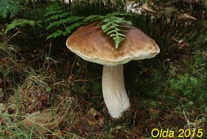 Klikni pro velký obrázek