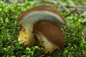 Klikni pro velký obrázek