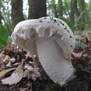 Muchomůrka vejčitá - Amanita ovoidea  (Bull.) Link 1833