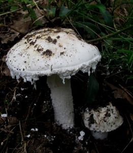 Muchomůrka vejčitá - Amanita ovoidea  (Bull.) Link 1833