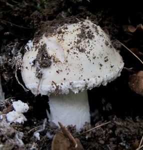 Muchomůrka vejčitá - Amanita ovoidea  (Bull.) Link 1833