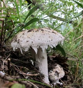 Muchomůrka vejčitá - Amanita ovoidea (Bull) Quél.