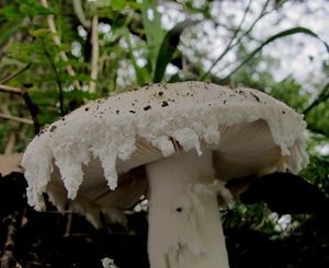 Muchomůrka vejčitá - Amanita ovoidea (Bull) Quél.