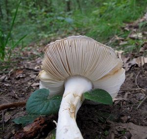 Muchomůrka vejčitá - Amanita ovoidea (Bull) Quél.