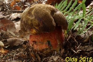 Klikni pro velký obrázek