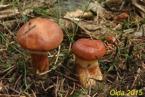 Klikni pro velký obrázek