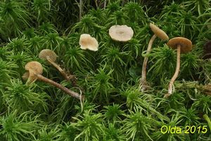 Klikni pro velký obrázek