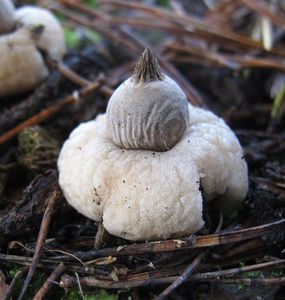 Hvězdovka vypouklá - Geastrum elegans  Vittad.(1842)