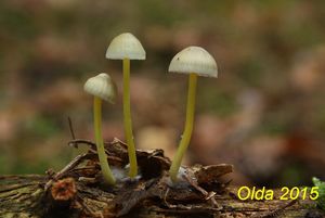 Klikni pro velký obrázek