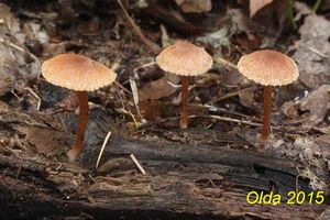 Klikni pro velký obrázek