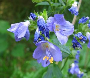 Jirnice modrá  (Polemonium coeruleum )