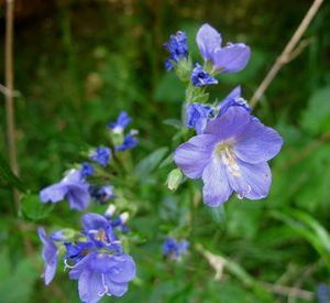 Jirnice modrá  (Polemonium coeruleum )