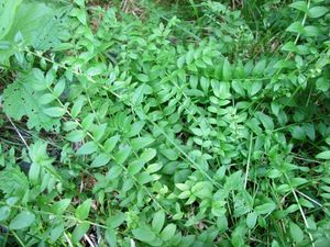 Jirnice modrá  (Polemonium coeruleum )