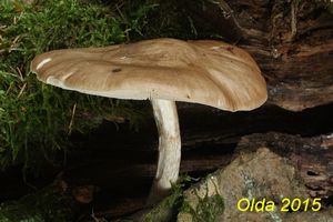 Klikni pro velký obrázek