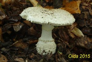 Klikni pro velký obrázek