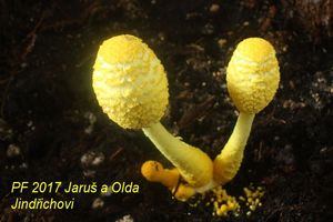 Klikni pro velký obrázek